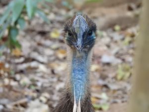cassowary