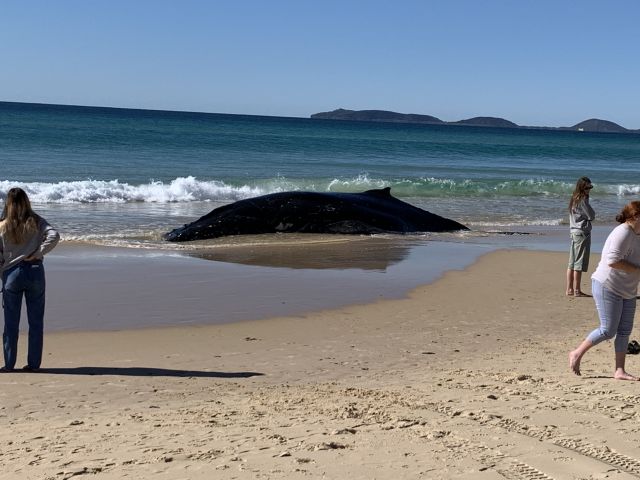 Photo of the whale stranded at Inskip Point near Rainbow Beach surrounded by members of the public.