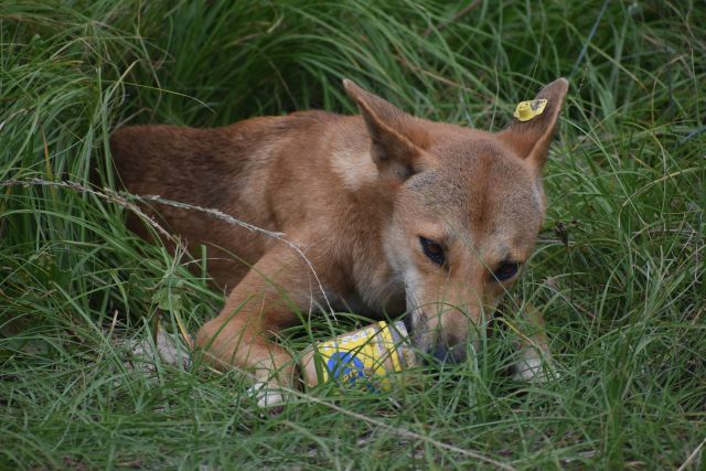 Photo of a dingo which has removed the lid from a jar of peanut butter found in rubbish.