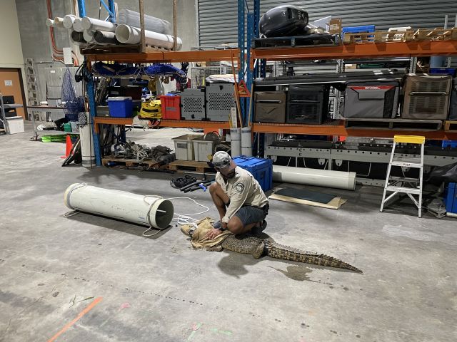 Photo of the crocodile which will be rehomed in a licensed crocodile farm or zoo.