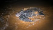 Photo of a leatherback turtle entering the sea at the shoreline