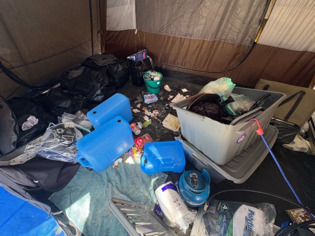 Photo of a tent which has been torn open by dingoes to access access food and rubbish.