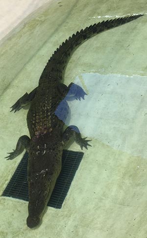 Image of an injured crocodile.