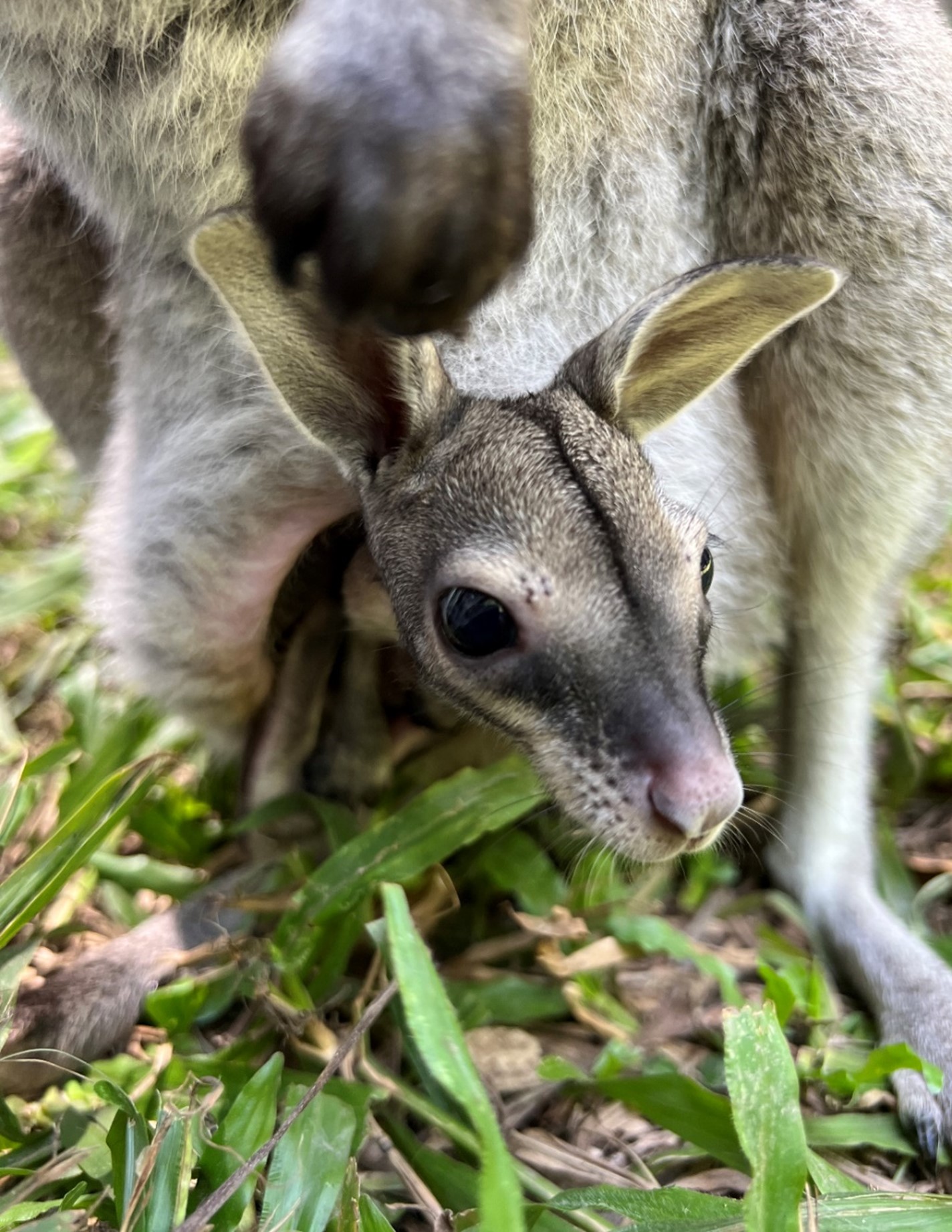 The three joeys started to emerge from their mothers’ pouches last month.