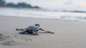 Photo of a baby leatherback turtle entering the sea at the shoreline