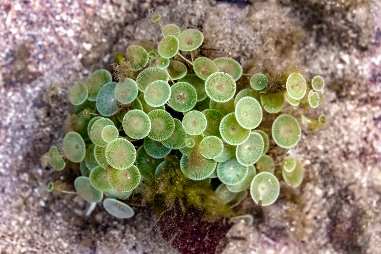 Acetabularia Sp., a marine species of green algae blooming underwater – they look like tiny umbrellas on the sea bed.