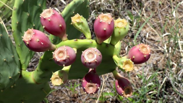 Purple and green spiky plant bulbs beloning to the Prickly Pear plant.