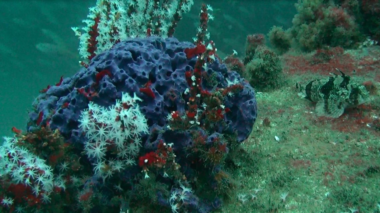 Close-up underwater scene showing a purple sponge covered with white and red coral, with a camouflaged fish resting on the sandy seabed nearby. 