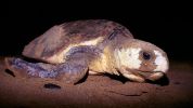 Introducing the 6 turtles of the Great Barrier Reef | Department of the ...