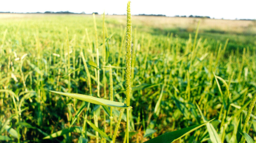 A long greenish-yellow textured stalk of grass stands tall amongst shorter blades of grass.