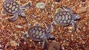Aerial photo of three flatback turtle hatchlings crawling across shells and rocks