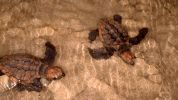 Photo of aerial view of two loggerhead turtle hatchlings in shallow water