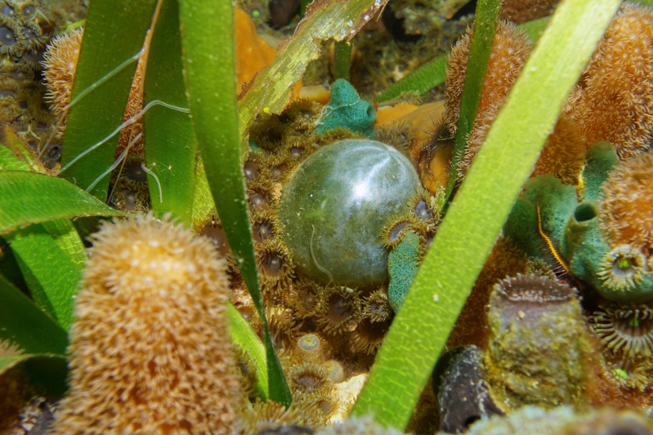 Bubble algae Valonia ventricosa, surrounded by marine life.