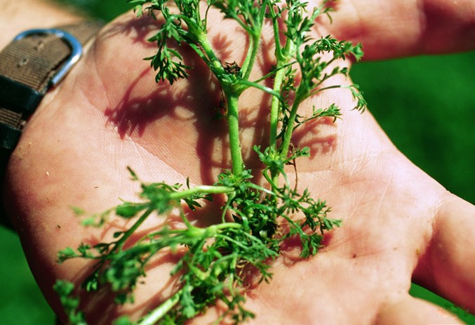 A green bindii stalk laying in the palm of a hand.