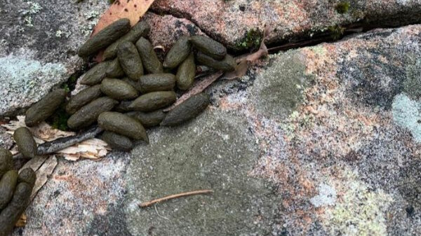 Long, dark brownish-green pellets of small scat in a rock crevice.
