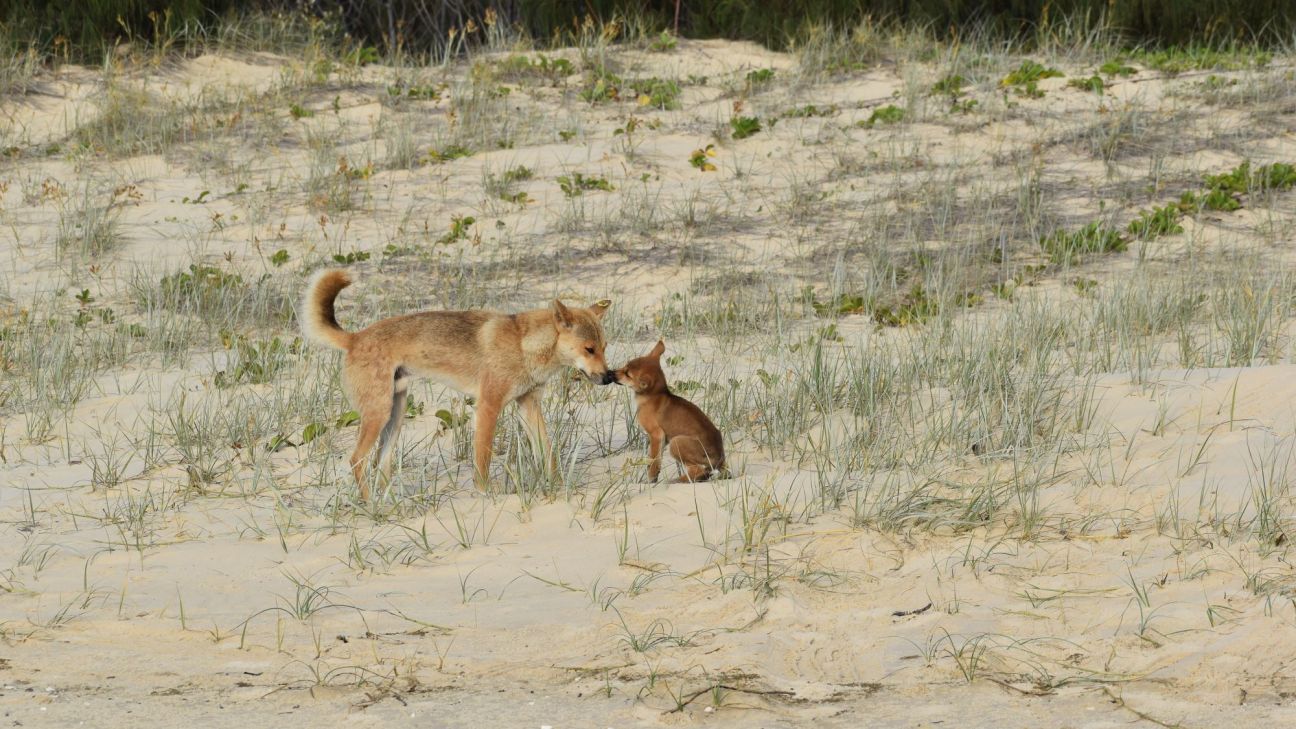 An adult dingo and a dingo pup stand on a sandy dune covered with sparse beach grass and low vegetation. The two animals are touching noses in the centre of the image, surrounded by pale sand and scattered coastal plants, with dense greenery visible in the background