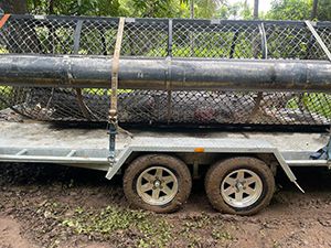 Image of the male croc removed from the Endeavour River missing his right foot and the end of its tail.