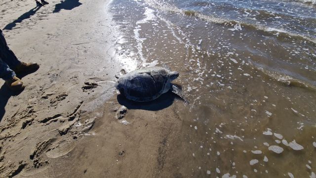 The boat strike marks on the carapace show how lucky this turtle is to be alive.
