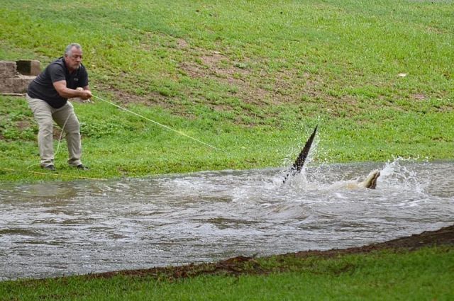 Photo of Senior Wildlife officer Tony Frisby capturing the crocodile using a noose.