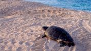 Photo of a green sea turtle resting on pale sand with the ocean visible in the background