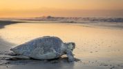 Photo of an olive ridley turtle on the beach returning to the ocean at sunset