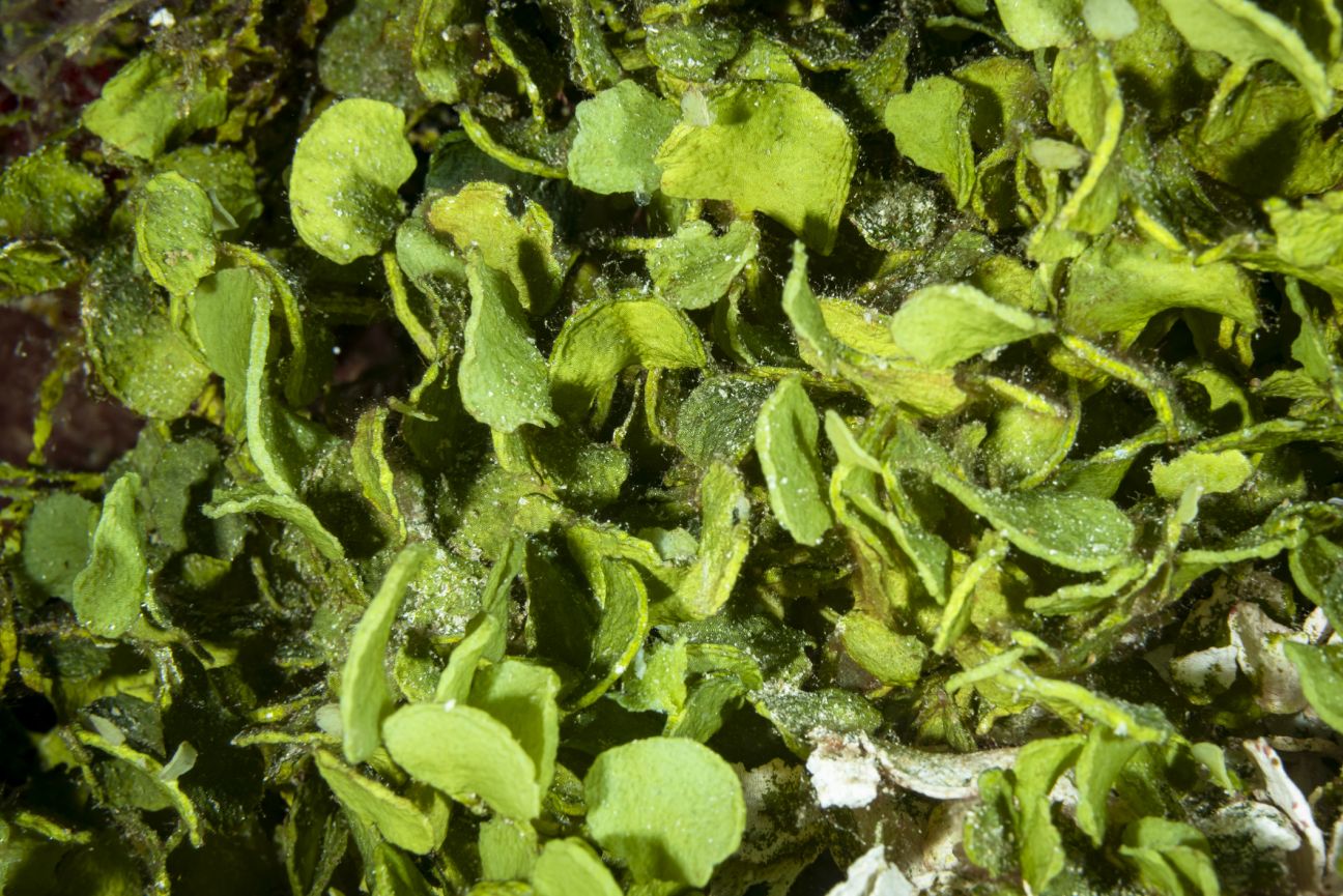 A close-up of a bright green aquatic plant called Halimeda.