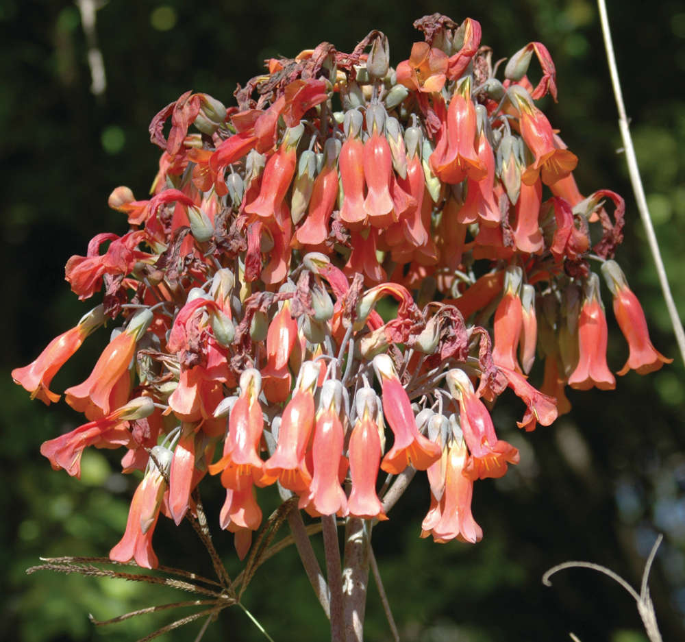 Mother of millions flower, a red trumpet-like bloom with pale green seed pods.