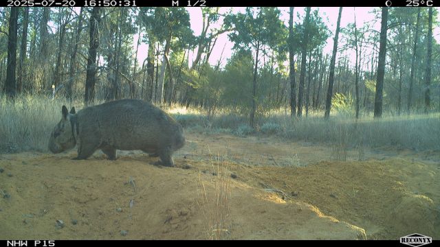 Picture of mother wombat walking near burrough.