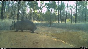 Picture of mother wombat walking near burrough.