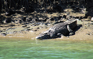 Crocodile resting near water on a muddy bank