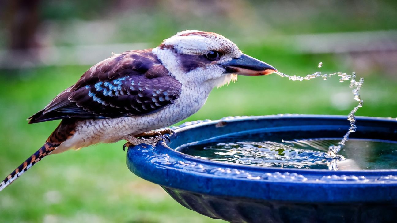 A kookaburra perched on the side of a blue bird bath drinking water.