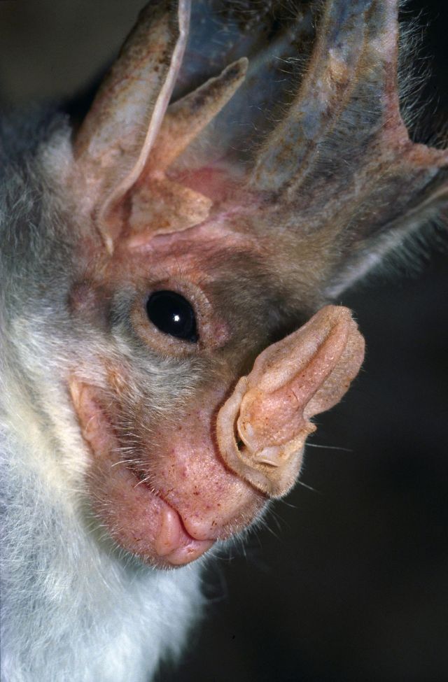 Ghost bat