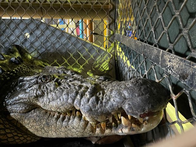 Image of a Mowbray River icon crocodile close up.