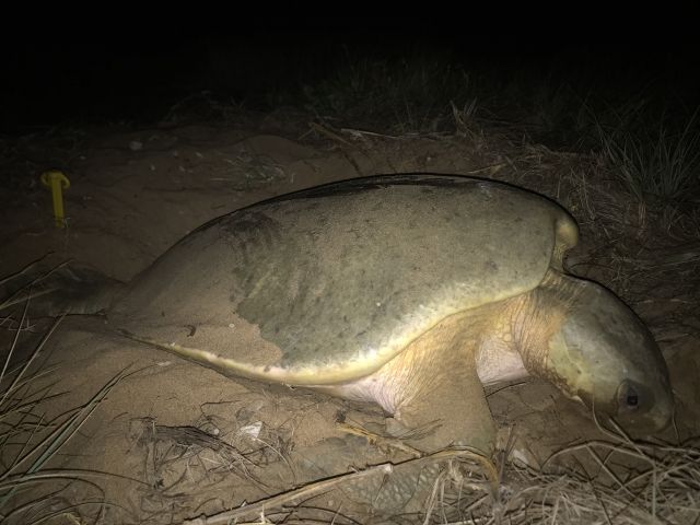 Flatback turtle nesting
