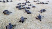 Photo of a large group of green sea turtle hatchlings crawling across the sand