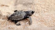 Photo of an olive ridley turtle hatchling on the sand