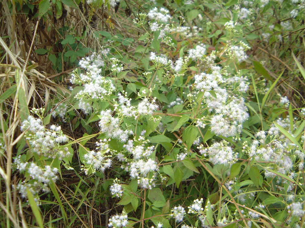 A siam weed in flower, blooming with small, fluffy white buds on a background of green leaves and stems.