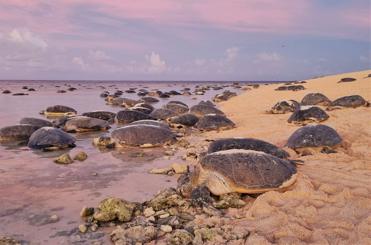 Numerous turtles gathered on the beach, basking in the sun with gentle waves in the background.