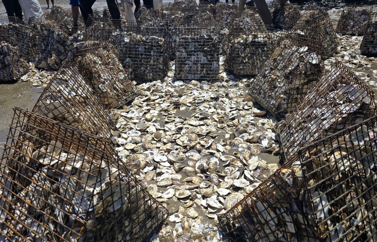 Prismatic metal cages filled with oyster shells surround loose oyster shells on a muddy substrate.  
