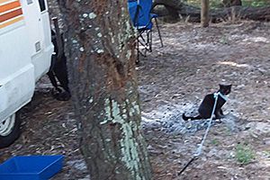 Image of a person taking a cat on a lead to Inskip Point.