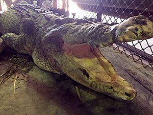 Image of five metre crocodile was removed from a popular swimming area in Babinda
