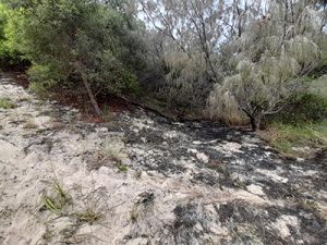 Image of burnt bushland at Double Island Point which was seconds away from escalating