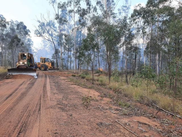 Photo of State forests on the Western Downs support the commercial production hardwood timber species and cypress pine.