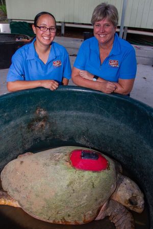 Team members with the loggerhead turtle