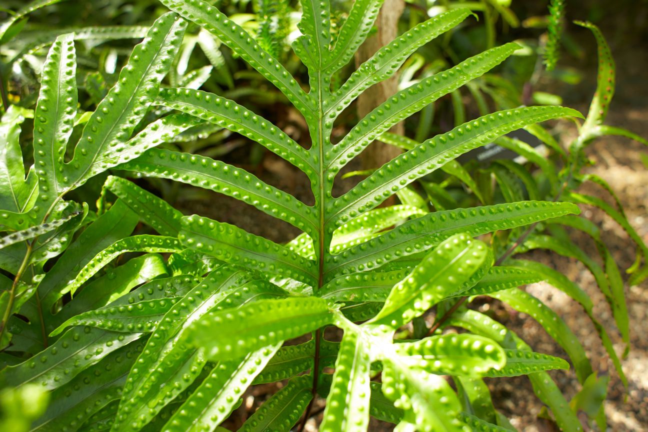 Leafs of Microsorum pustulatum, kangaroo fern in the garden. 