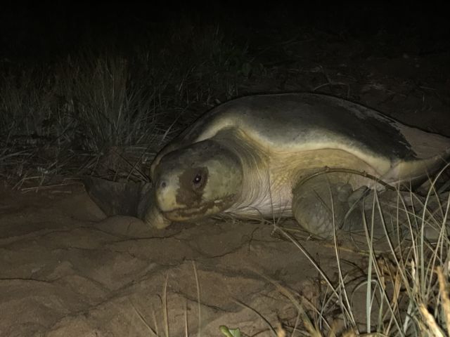 Flatback Turtle X23103 2