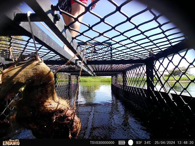 Photo from remote camera of a man on a crocodile trap.