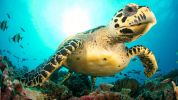 A closeup photo of a hawksbill turtle face in a coral reef