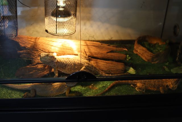 Photo of some of the reptiles found in the woman’s possession