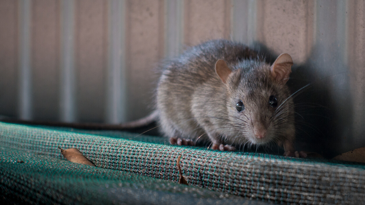 A rat with brown fur and large ears sitting on a green mesh surface inside a structure with corrugated metal walls, surrounded by fallen leaves. 
